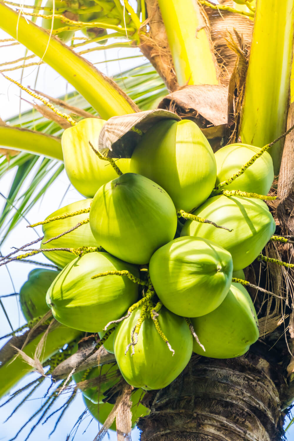 coconut-fruit