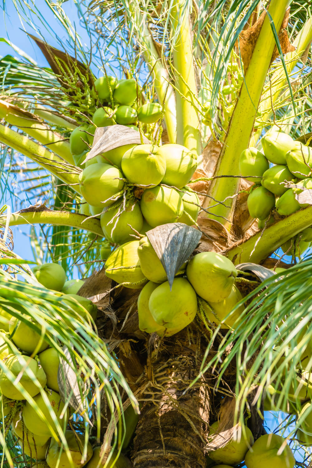 coconut-palm-tree